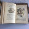 Tratado de Anatomía Topográfica. por L. Testut, O. Jacob