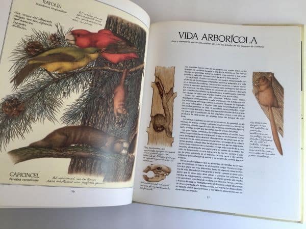 Después del Hombre: Vida Arborícora