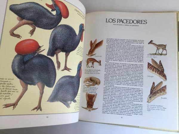 Después del Hombre: Una Zoología del Futuro. 1982