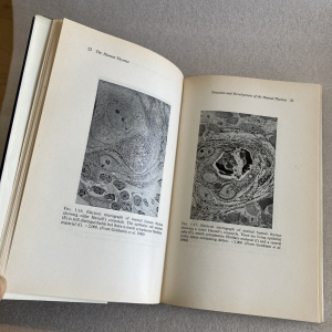 The human thimus Goldstein & Mackay 1ª edición