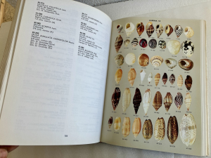 Historia de las conchas, Sadurní 1972