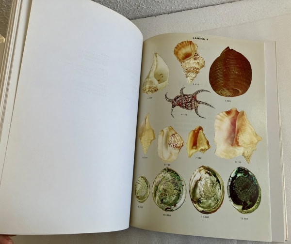 Historia de las conchas, Sadurní 1972