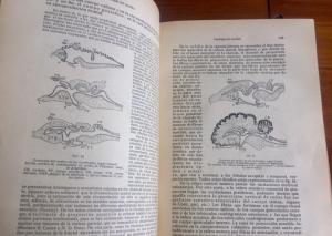 Manual de Patología General, por Nóvoa Santos
