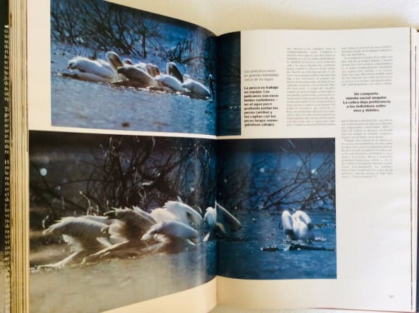 Expediciones Al Reino Animal - Heinz Sielmann -Grolier, 1981